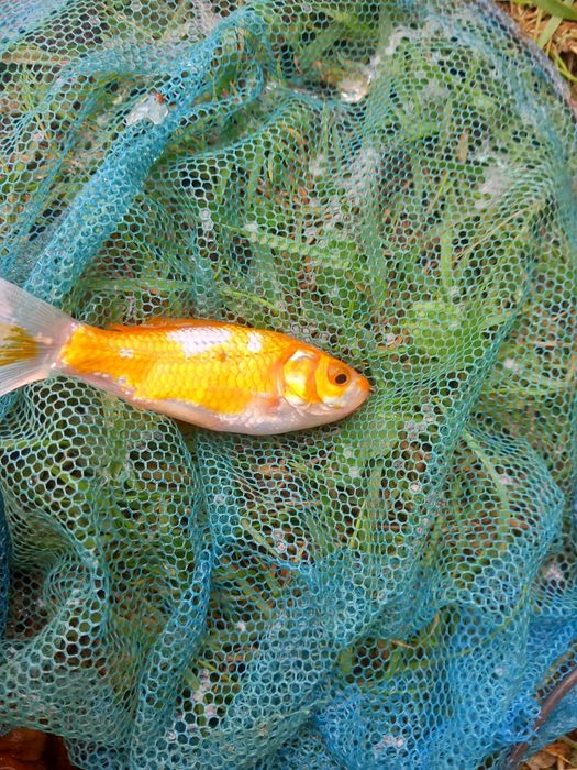 Karasie koi do oczka