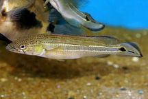 Crenicichla strigata od Neon Zoo
