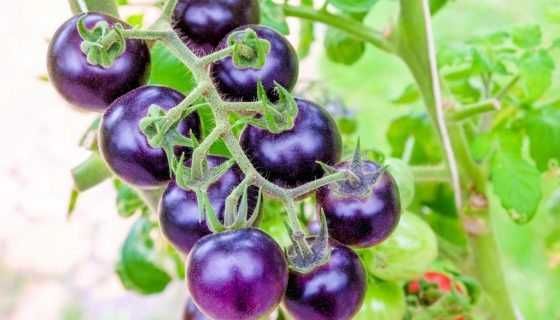 Семена томат фіолетовий коньяк