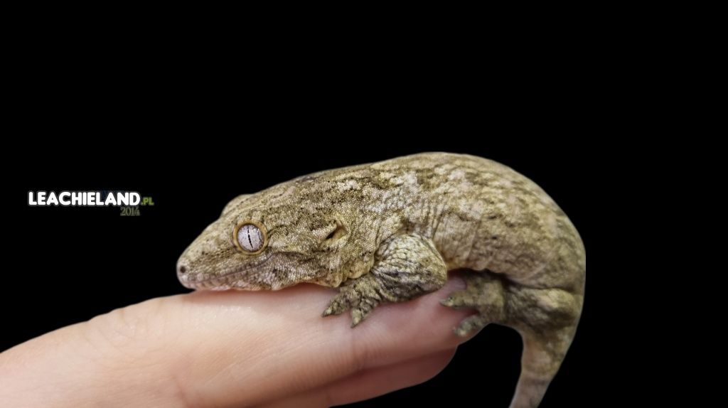 Gekon Olbrzym Pine Island, R. LEACHIANUS