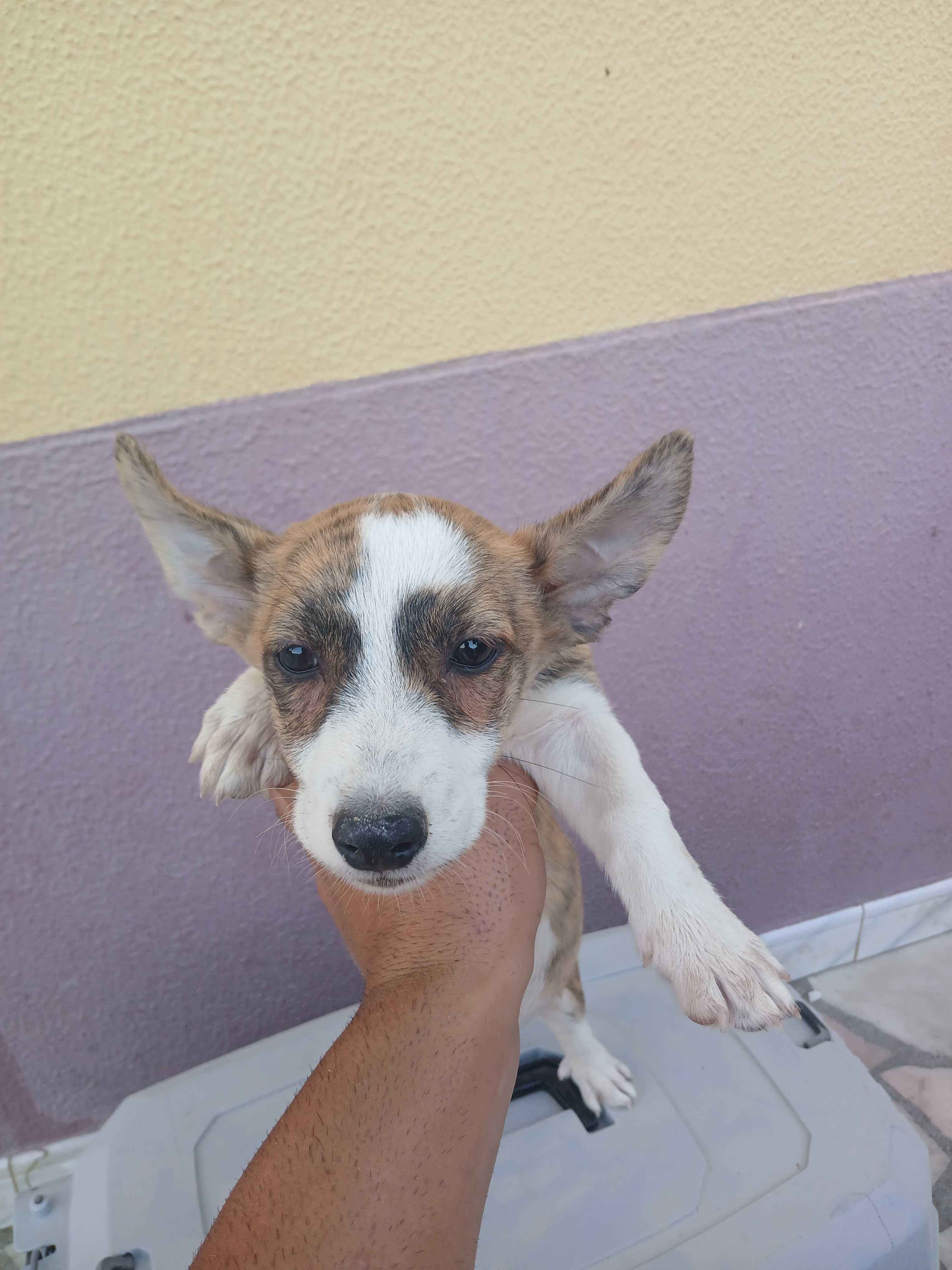 Cachorros podengos