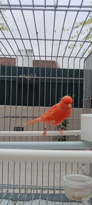 Canário vermelho nevado 2025