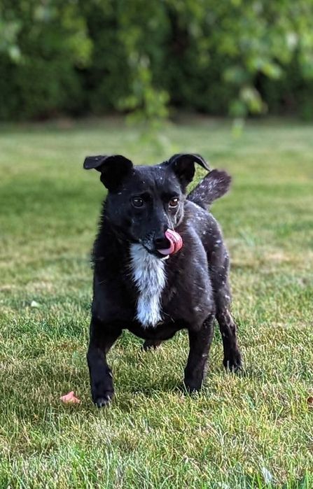 Zaginął pies mały czarny w białe kropki