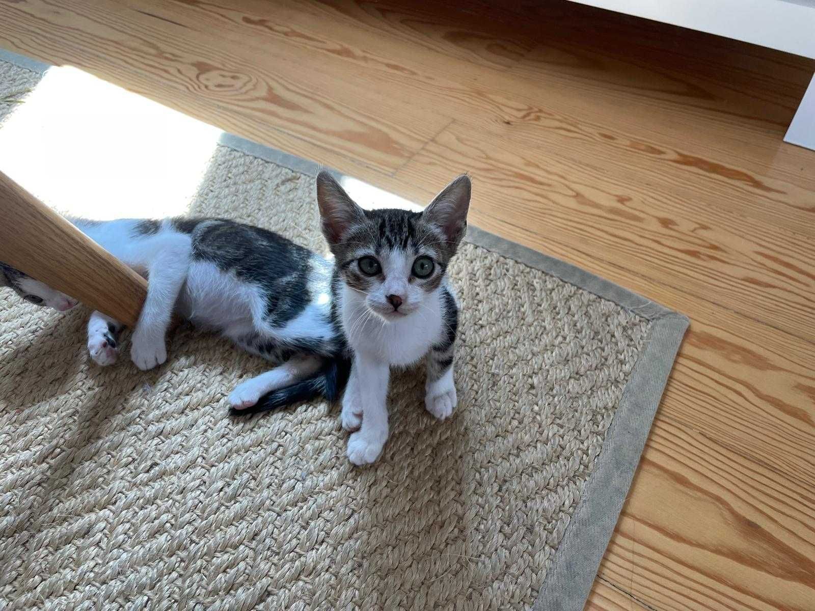 Gatinhas bebés para adoção consciente