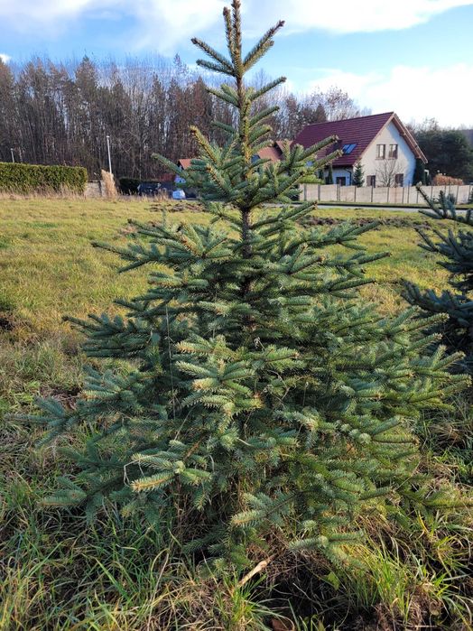 Choinki bożonarodzeniowe