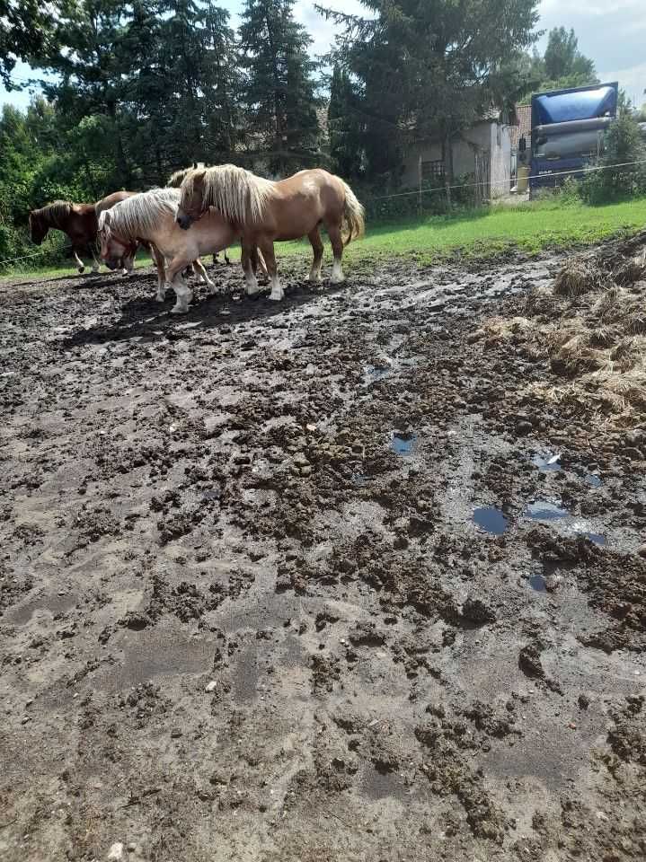 Sprzeda trzy klacze rasy zimnokrwistej