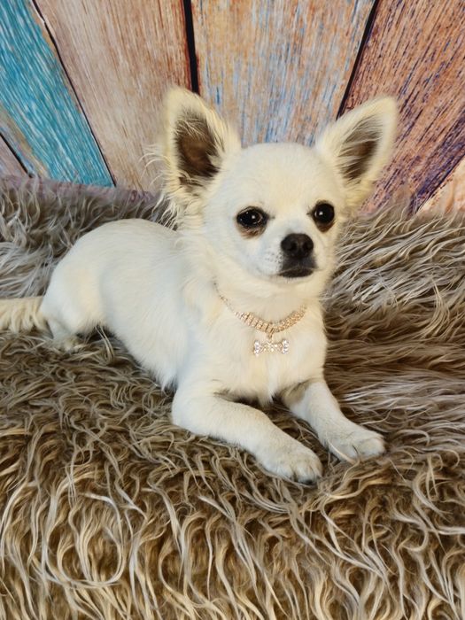 NIKO chihuahua długowłosy ZKwP (FCI)