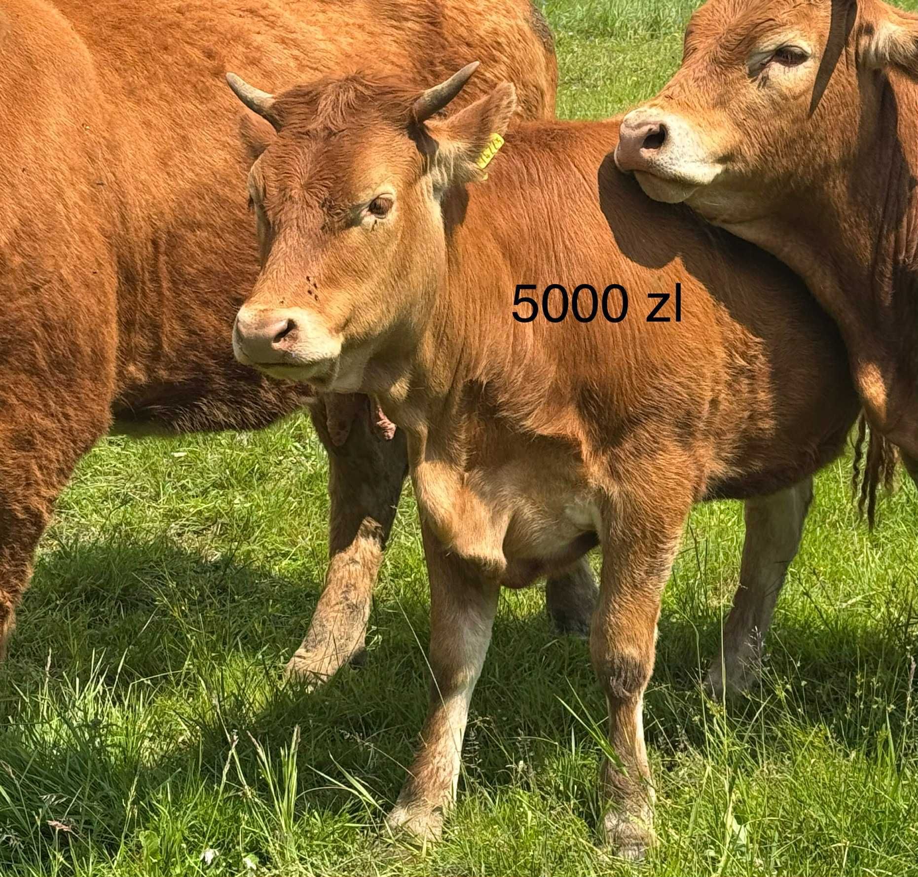 Byk Buchaj Limousin Jałówki Krowa Limousine
