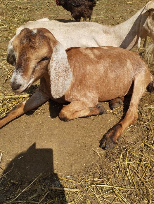 Козочка продаж козенята