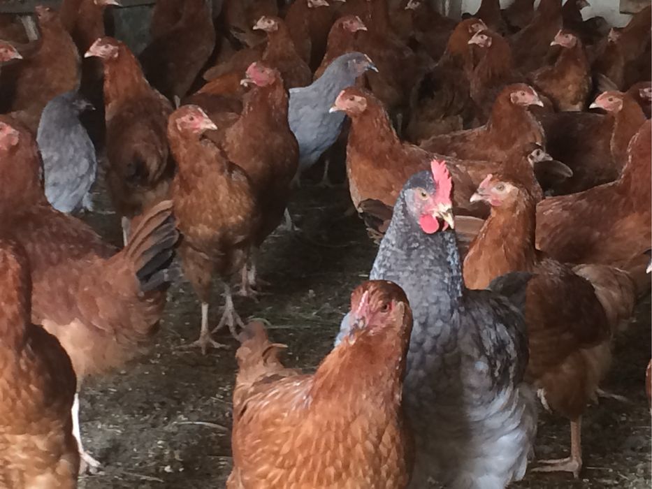 Kury odchowane 17 tygodniowe