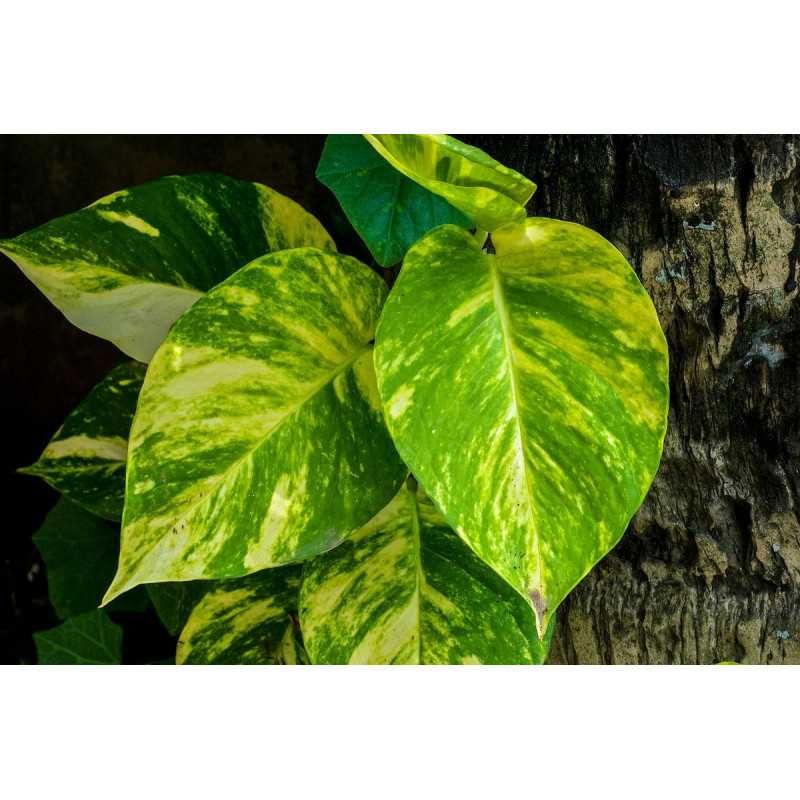 Epipremnum aureum Golden Pothos - Jibóia - Terrários Répteis