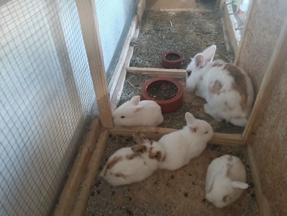 Coelhos anões Lion head