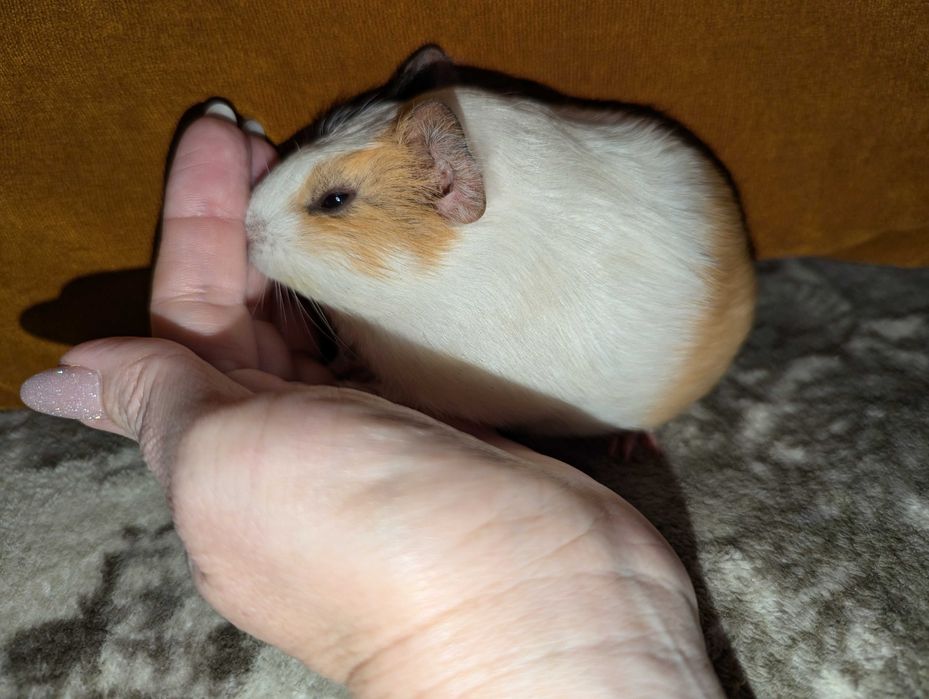 Морська свинка (мурчак, морські свинки)