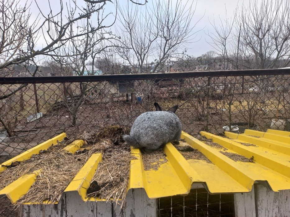 Продам кролів самців "Полтавське срібло", 9-10 місяців. 170 грн./ кг
