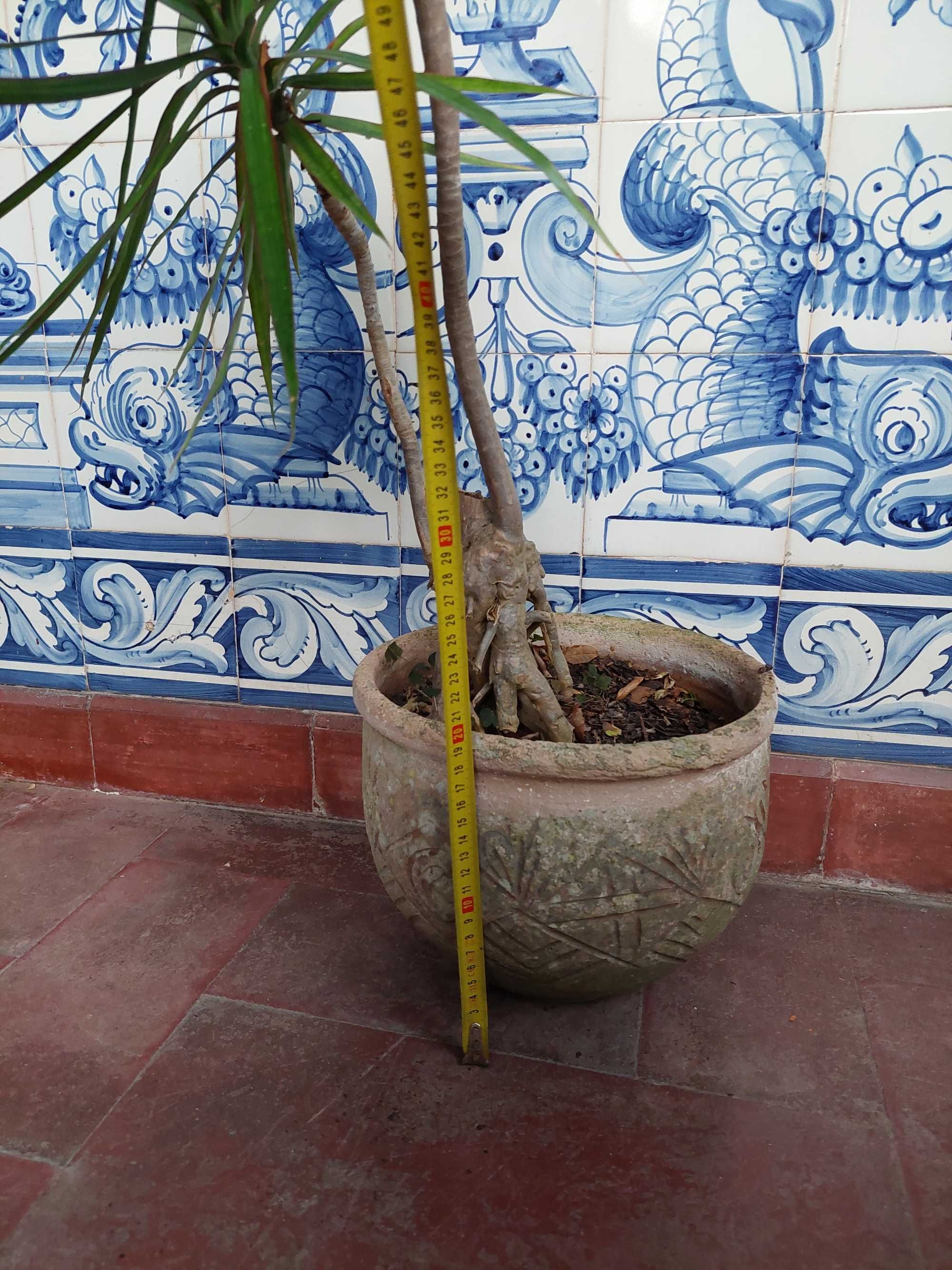 Dragoeiro de Madagáscar – Dracaena marginata