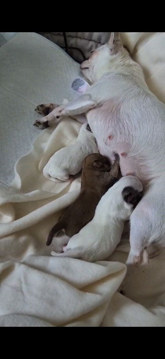 Zapowiedź miotu Chihuahua  ZKwP FCI
