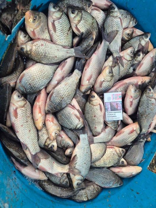 Жива риба-Товстолоб,короп,карась СЕРЕДИНКА,ГАЙСИНСЬКИЙ Р-Н