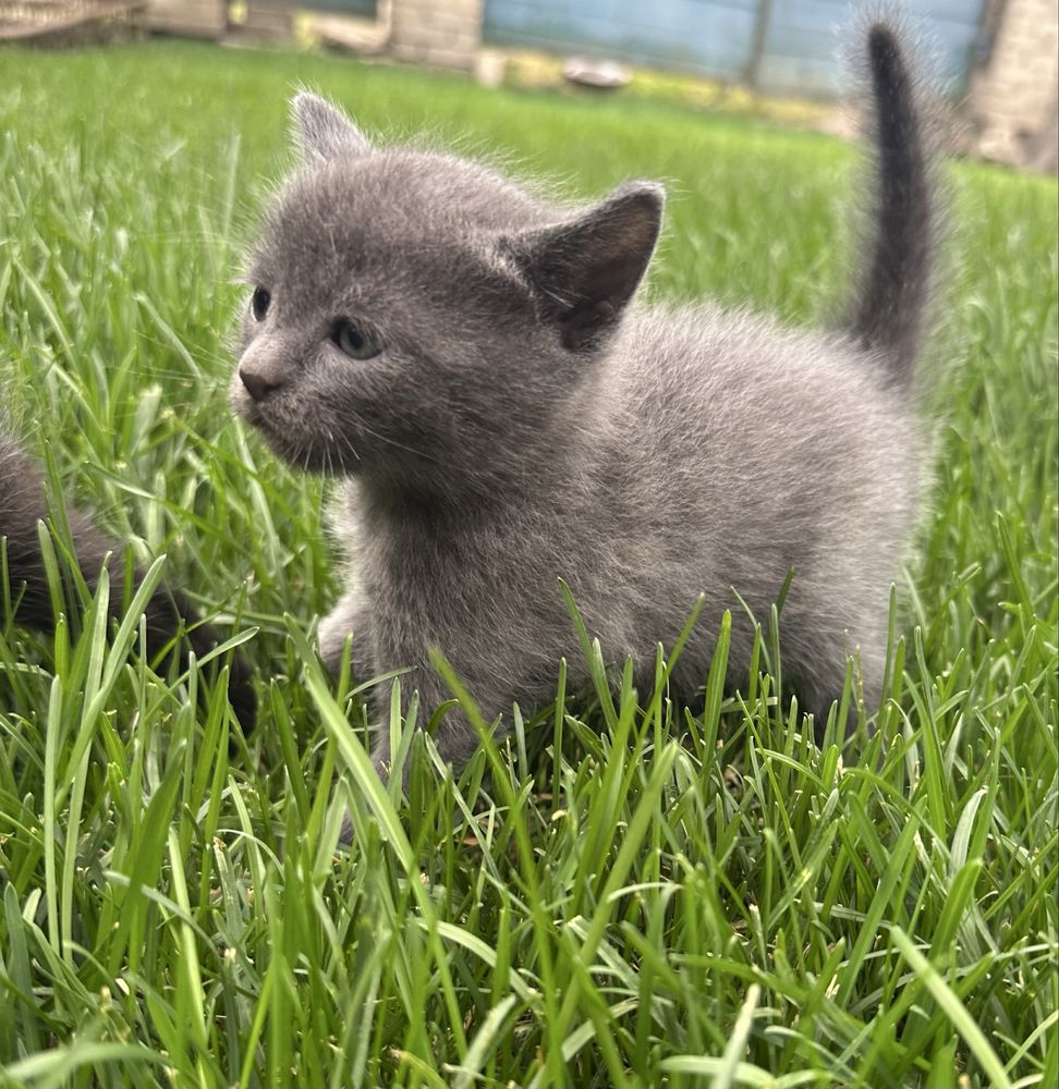 котенята в добрі руки безкоштовно