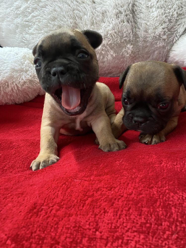 Na sprzedaż piesek buldog francuski. Przyjmujemy rezerwacje!