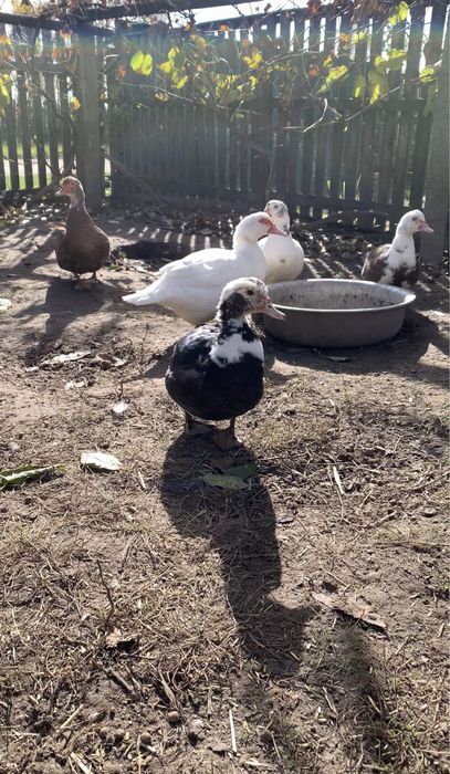 Продам молодих індокачок на держання