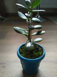 Денежное дерево, толстянка, крассула - комнатное растение высотой 30см