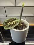 Maranta noid cat moustache