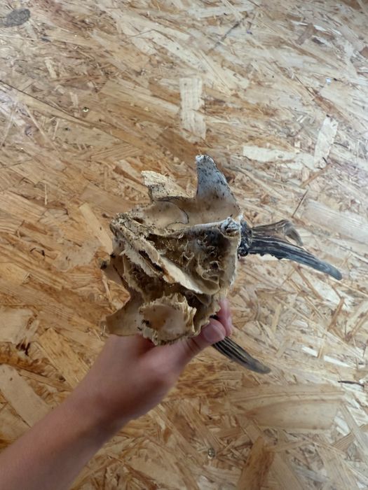 Na sprzedaż – trofeum myśliwskie parostki kozła