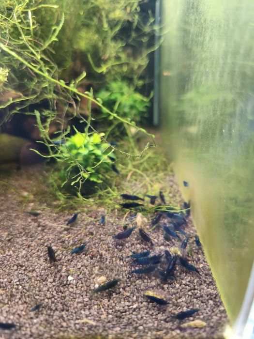 Krewetki blue Velvet neocaridina
