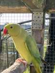 Ring necks adultos
