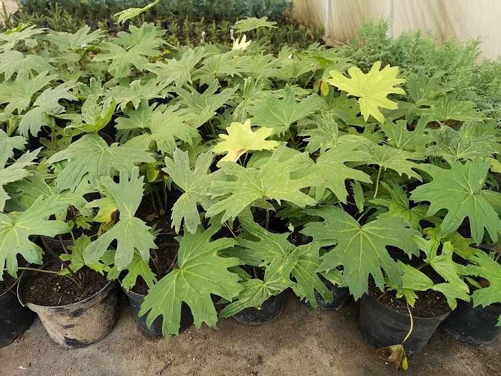 języczka Przewalskiego ligularia żółte kwiatostany bylina