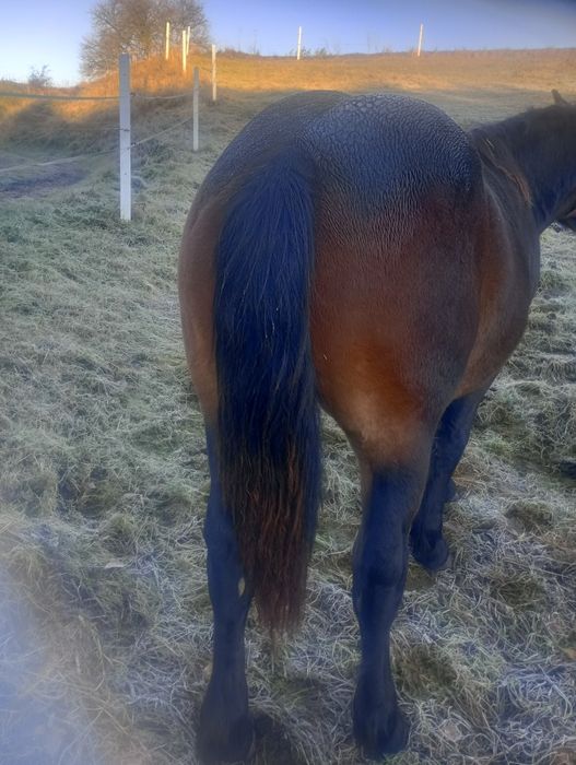 Ogierek zimnokrwisty