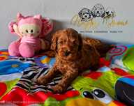 Pudel / cockapoo - cockapoo F1B prześliczny piesek Lester
