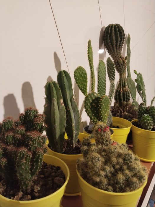 Продам.  кактус .