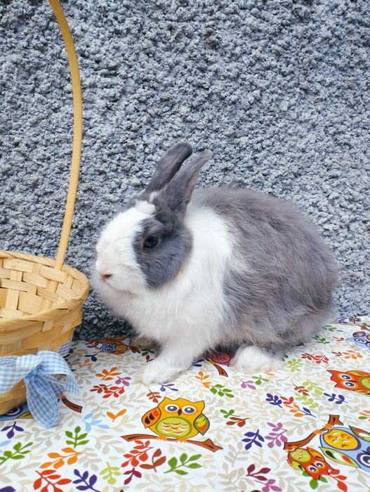 Декоративный кролик