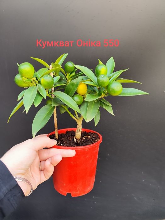 Продам цитрус Кумкват Оніка