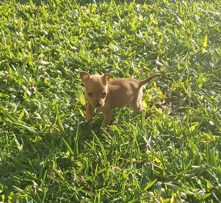 Fêmea pinscher miniatura