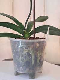 Орхидея белая фаленопсис