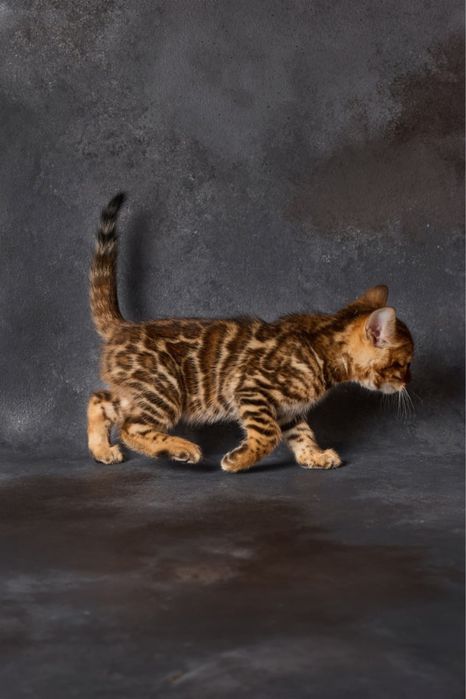 Бенгал, бенгальська дівчинка