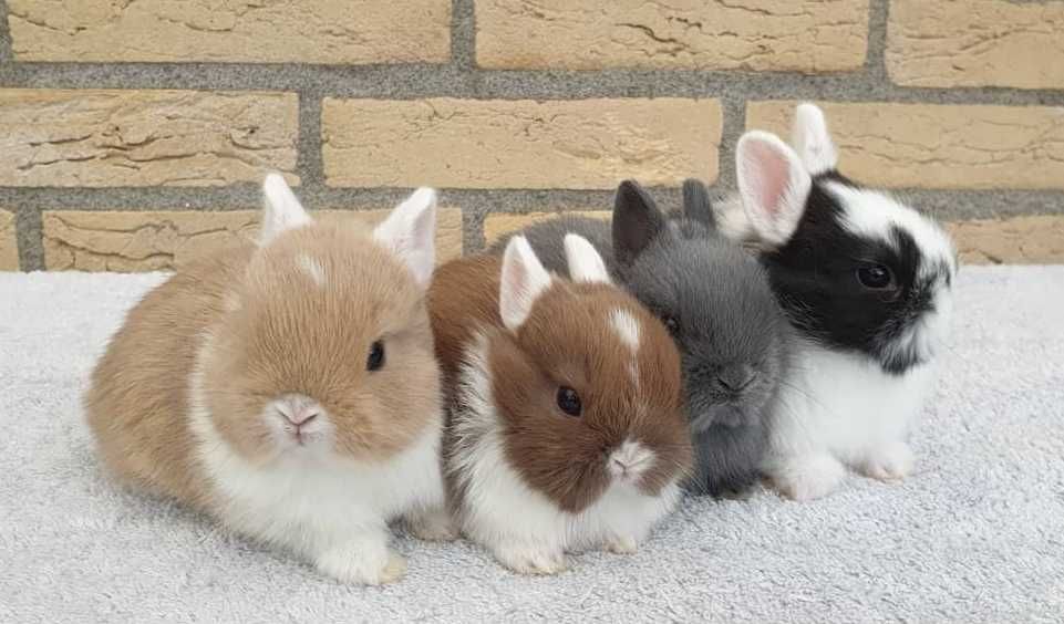 KIT Coelhos anões angorá, holandês mini e teddy lindíssimos