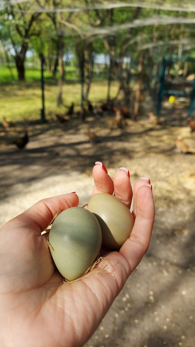 Продам інкубаційні яйця фазана