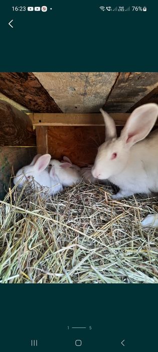 Sprzedam młode króliki termandzkie.