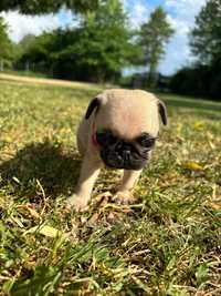 Mops szczenię suczka beżowa, metryka urodzenia z Kennel Club