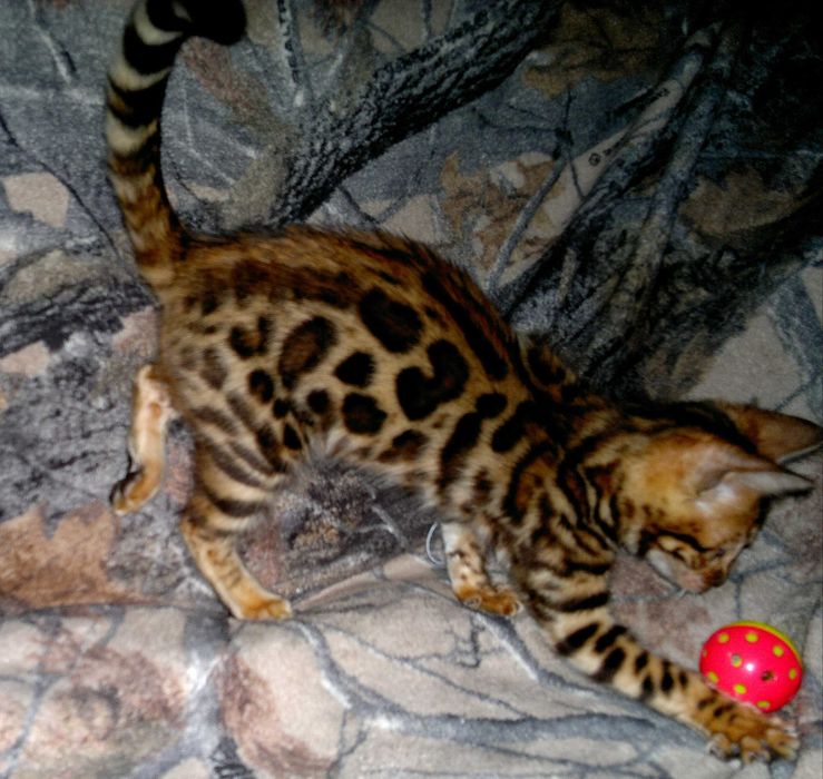 Яскраві бенгальські кошенятка з документами