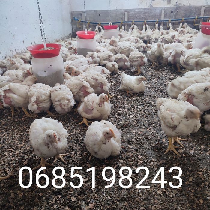 Бройлер домашній