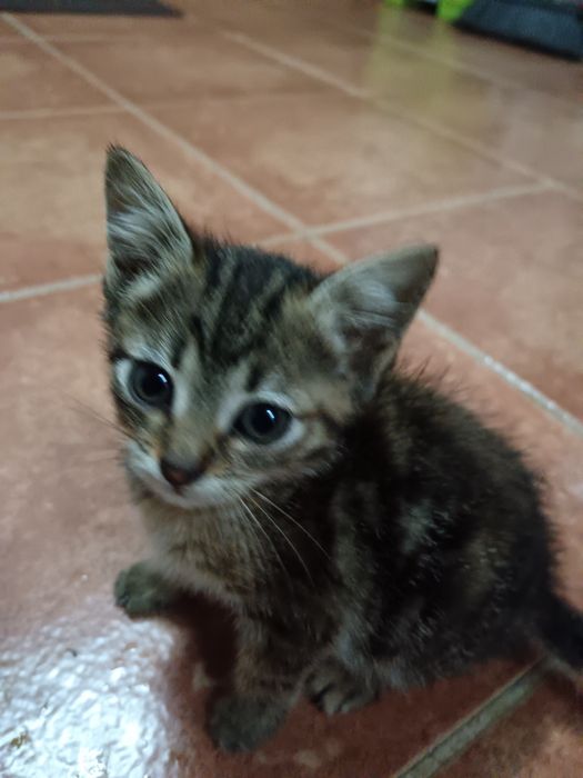 Dou gatinhos, duas fêmeas