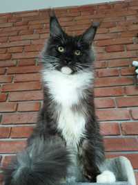 Cudowny Kocurek Maine Coon