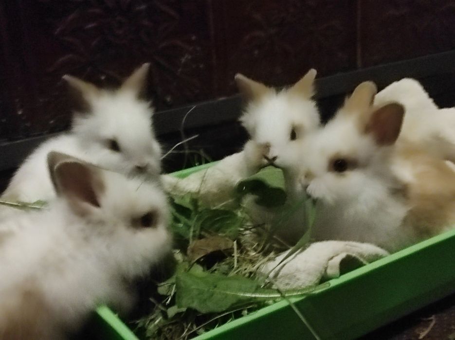 Декоративні кролики