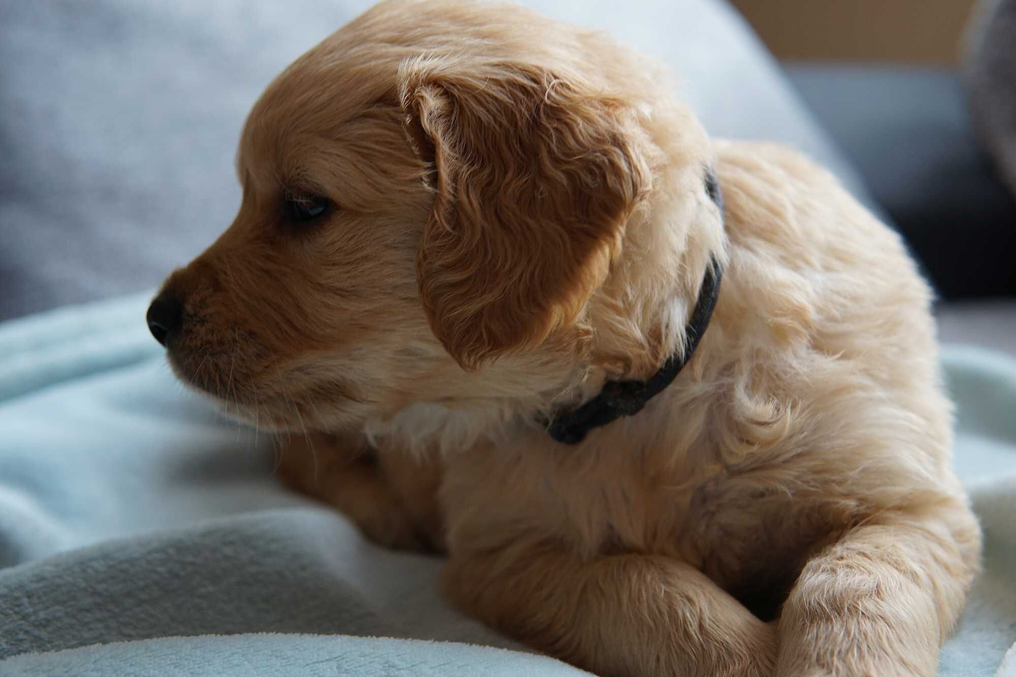 Szczeniak Golden Retriever