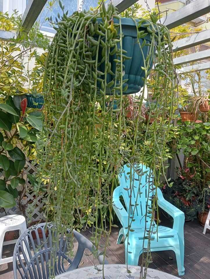 Planta natural,Colar de Melancia” (Curio herreanus,Senecio herreanus).