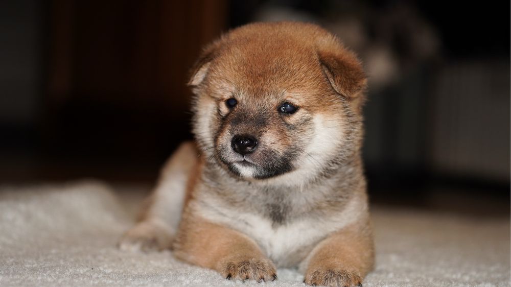 Shiba Inu dziewczynka - ZKwP FCI rezerwacja